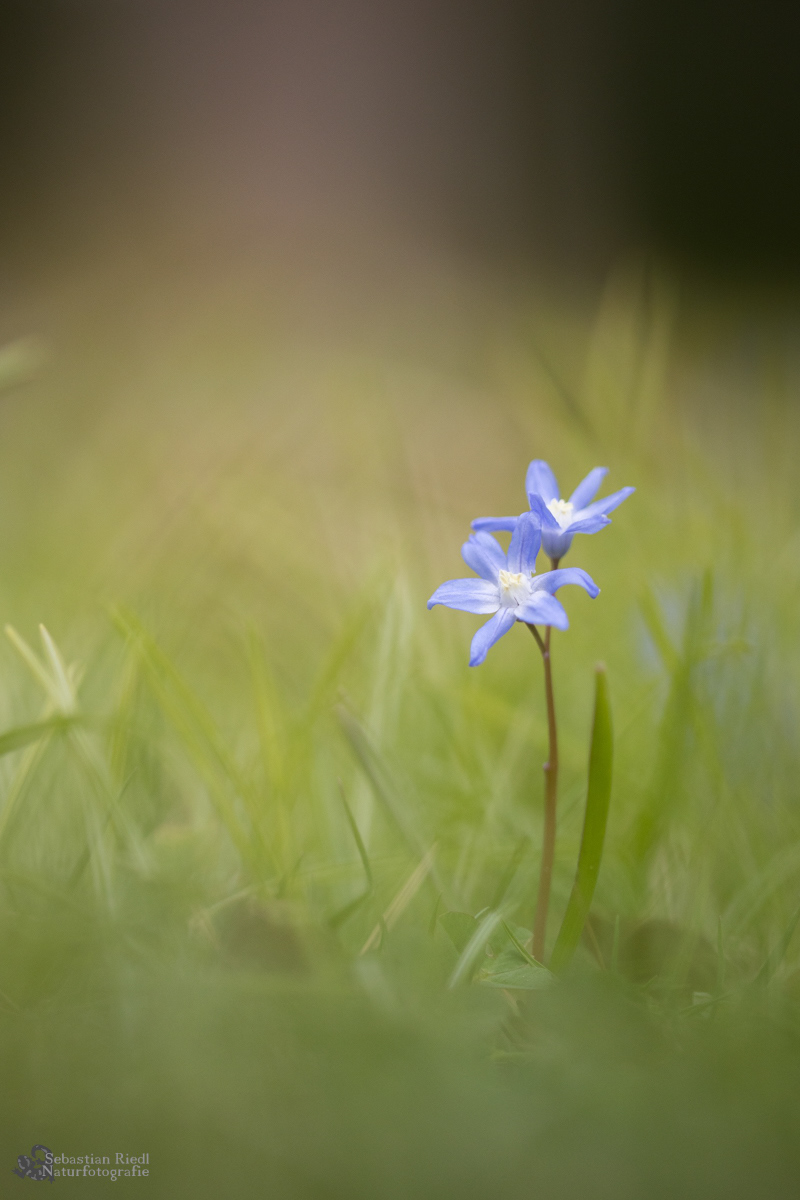 Scilla_spec_Blaustern