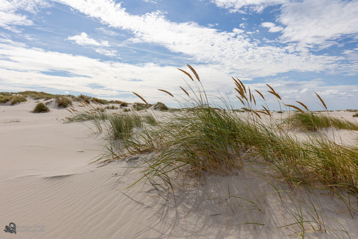 Ammophila_arenaria_Strandhafer