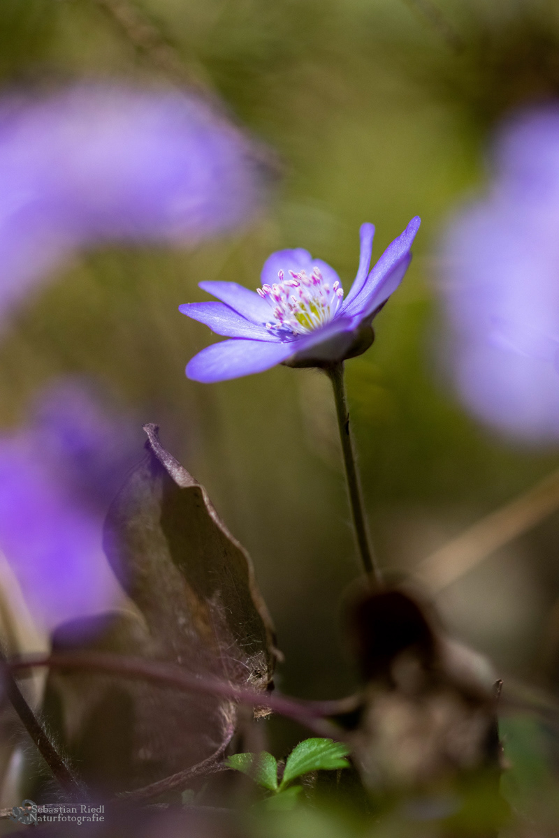 Hepatica_nobilis_Leberblümchen