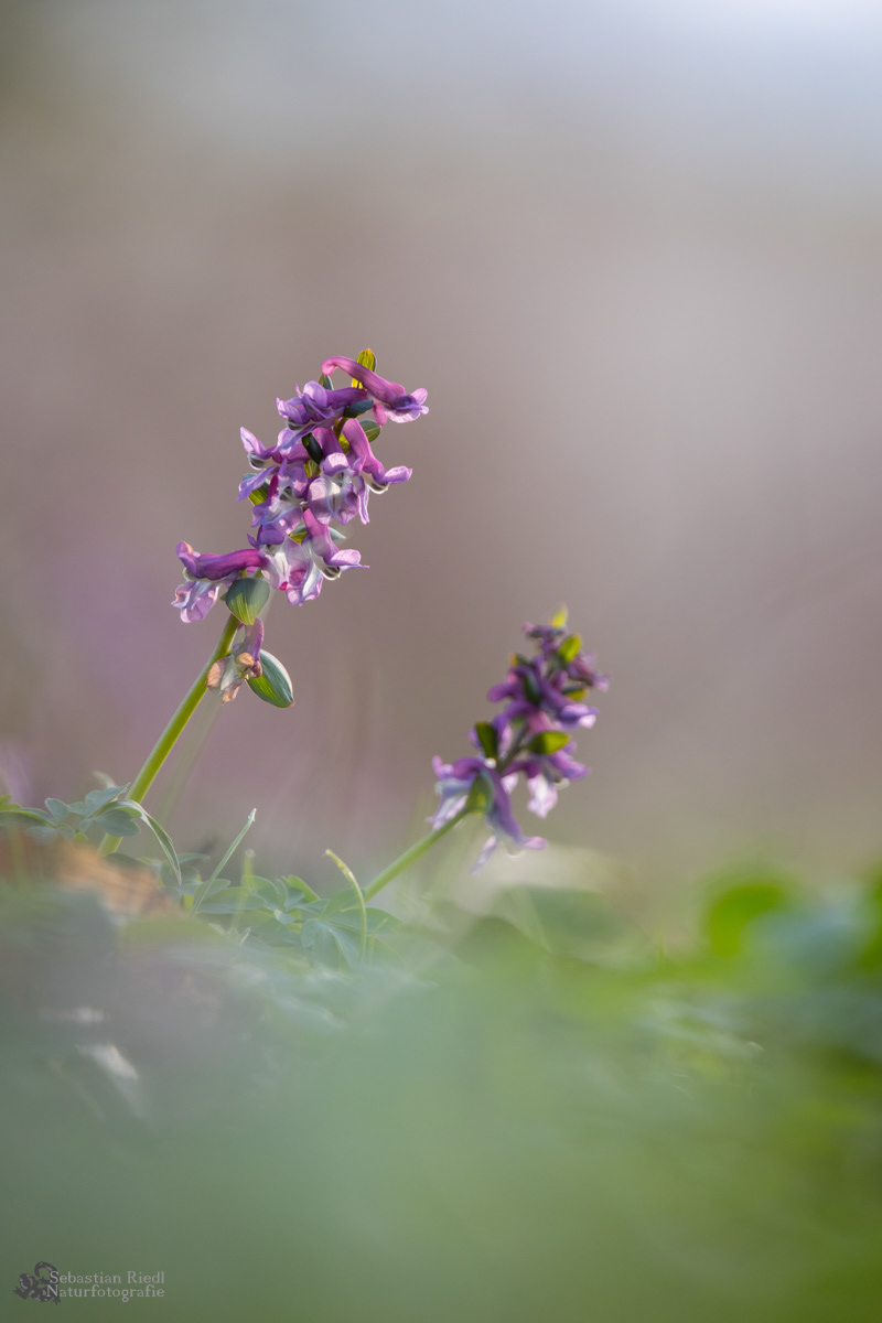Corydalis_cava_Lerchensporn_Hohler
