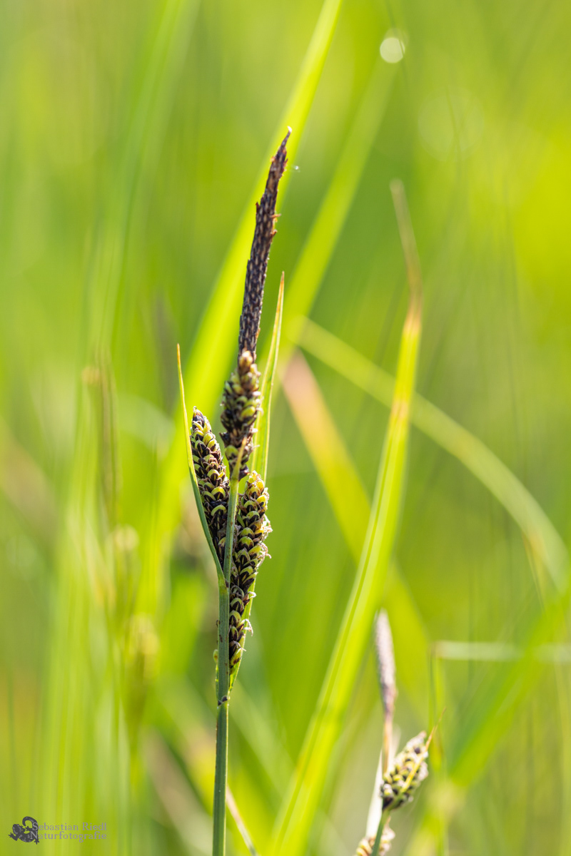 Carex_nigra