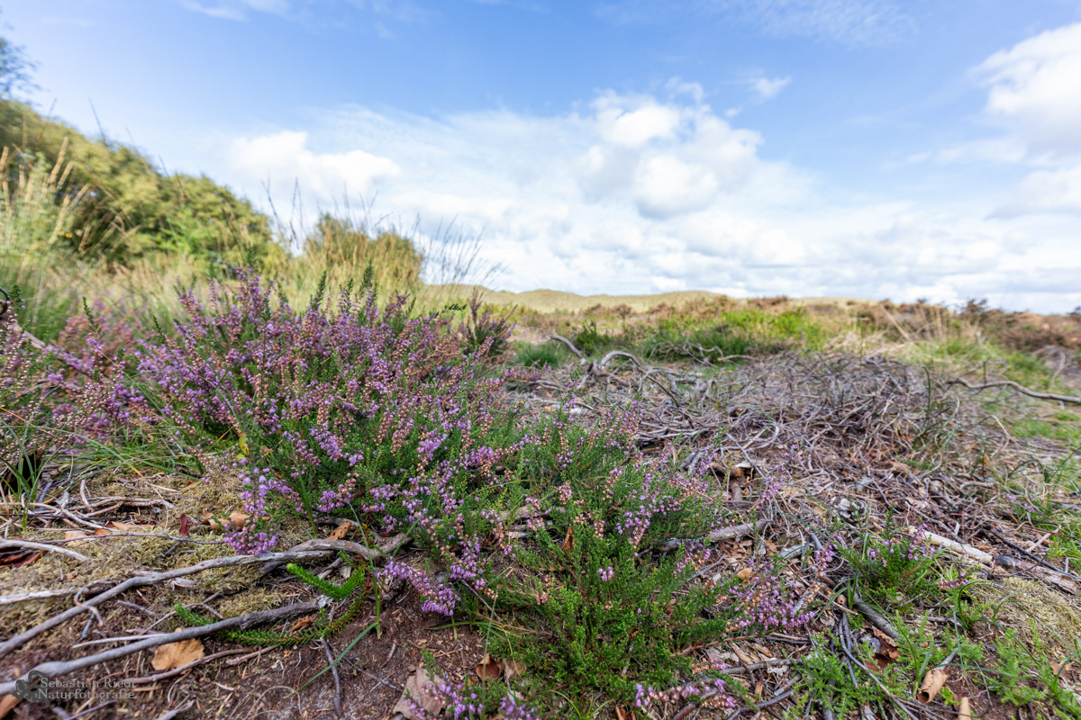 Calluna_vulgaris_Besenheide_