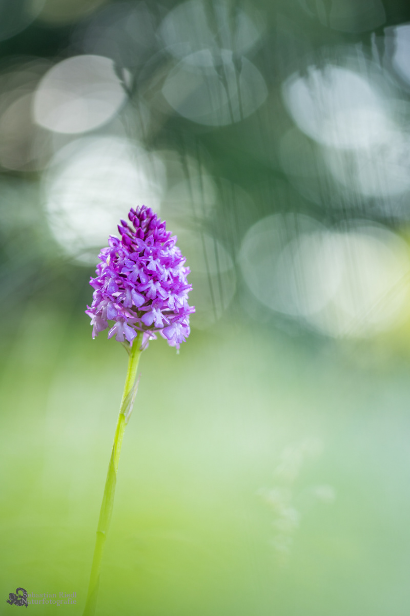 Orchis_pyramidalis_Hundswurz_Pyramiden-
