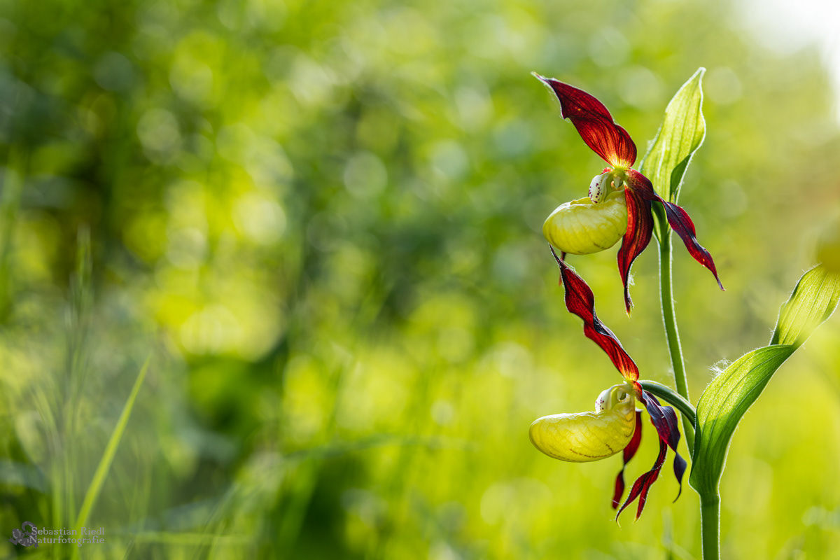 Cypripedium_calceolus_Frauenschuh_Gelber