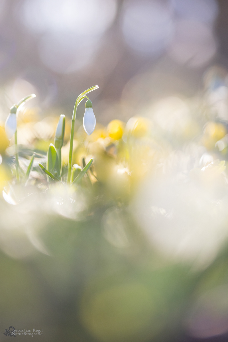Eranthis_hyemalis_Winterling