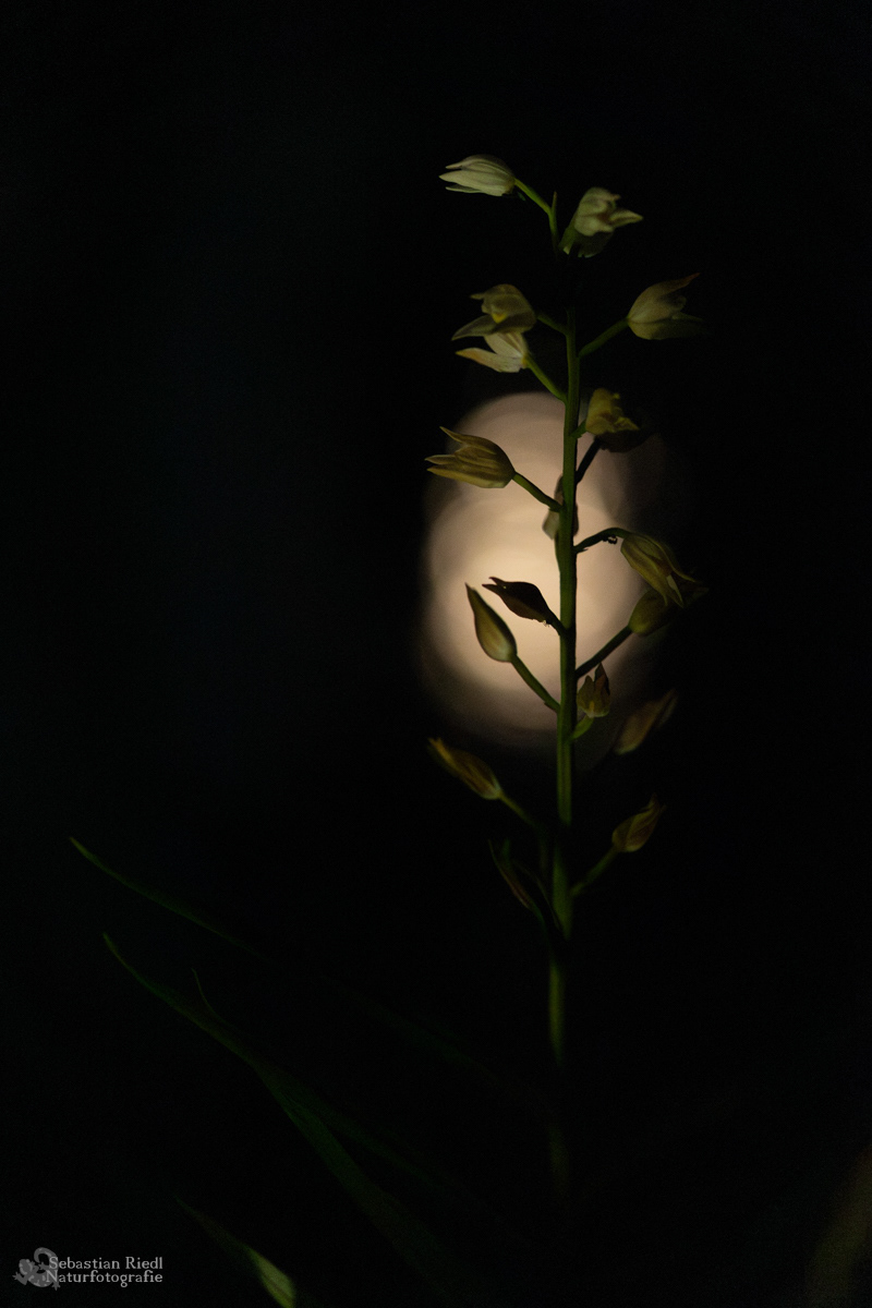 Cephalanthera_damasonium_Waldvögelein_Weißes