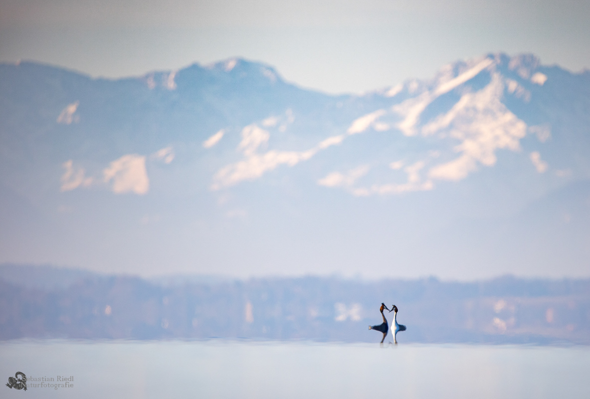 Haubentaucher (Podiceps cristatus)