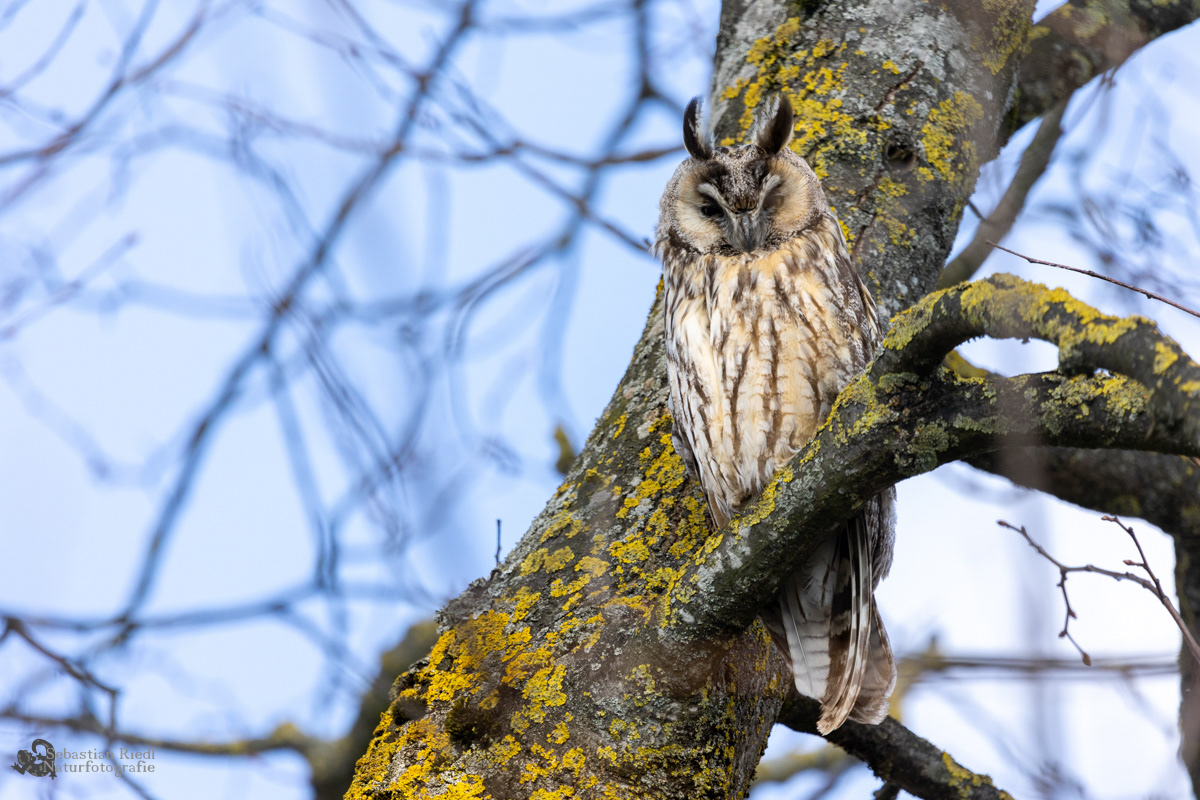 Waldohreule (Asio otus)