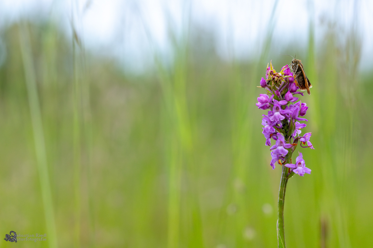 Gymnadenia_conopsea_Händelwurz_Mücken-