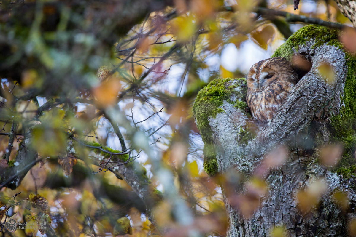 Waldkauz (Strix aluco)