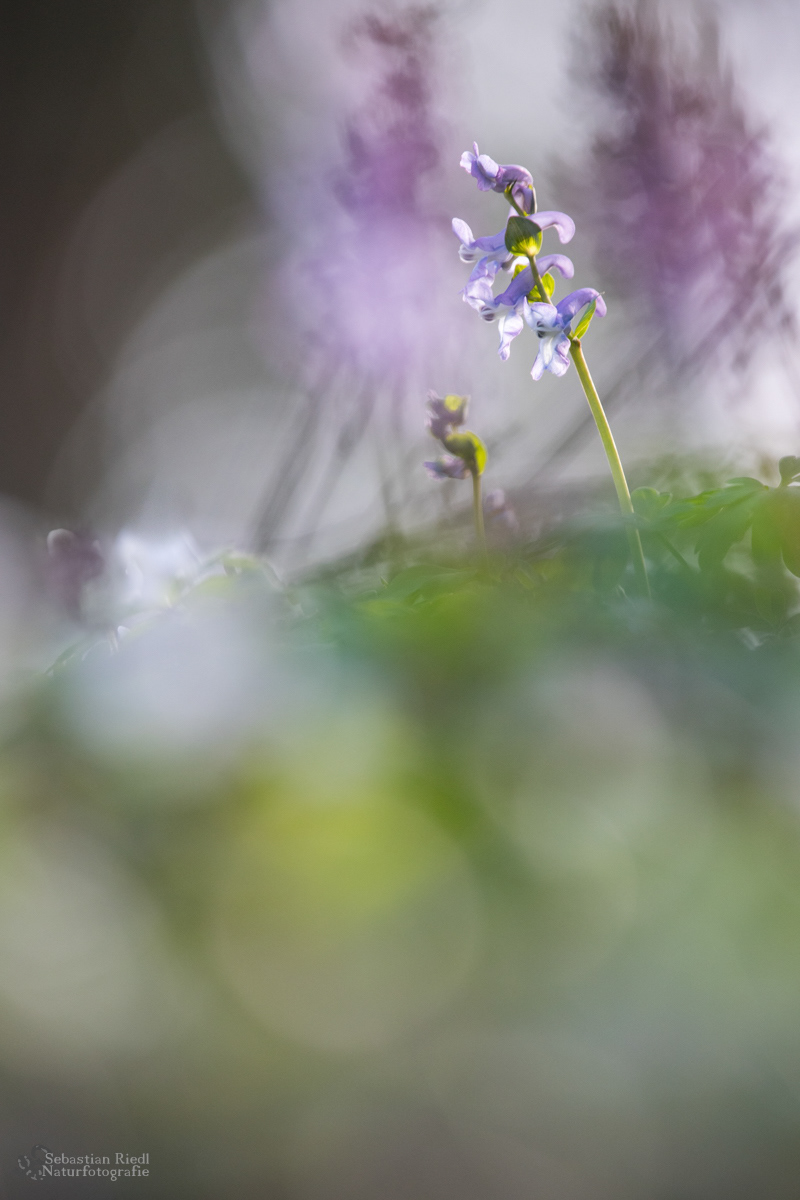 Corydalis_cava_Lerchensporn_Hohler