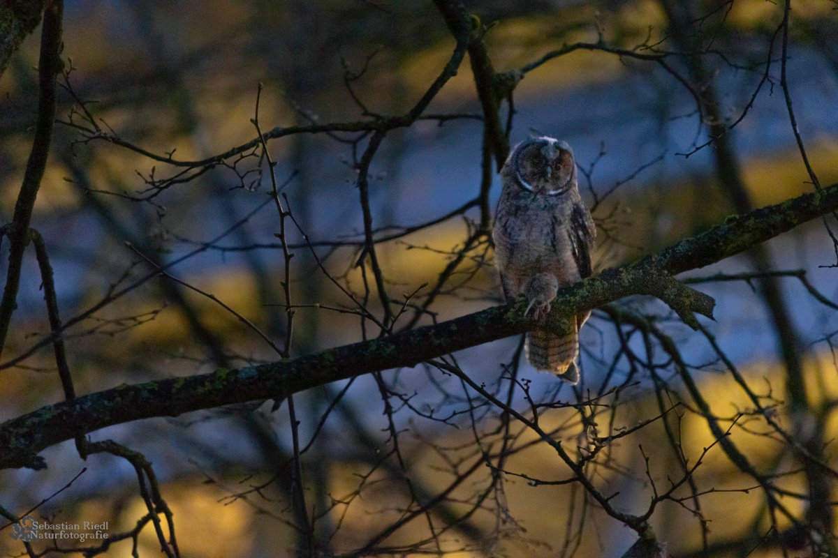 Waldohreule (Asio otus)