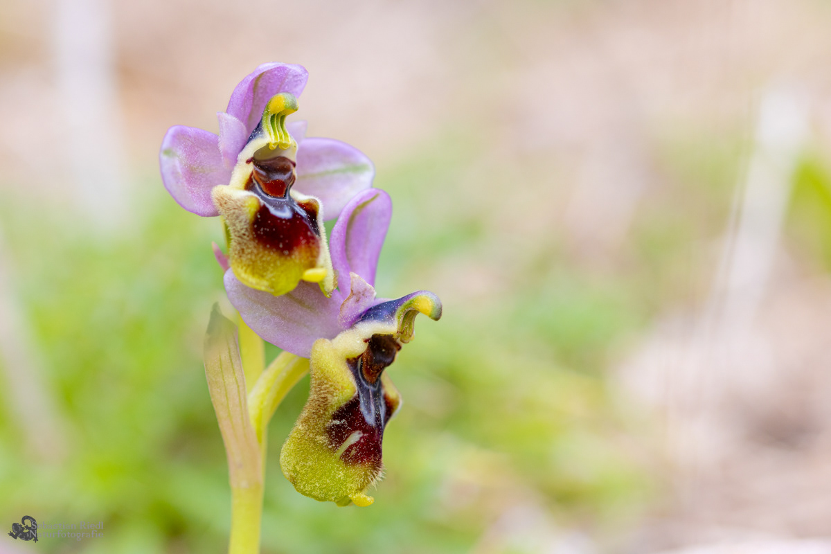 Ophrys_tenthredinifera_Ragwurz_Wespen-