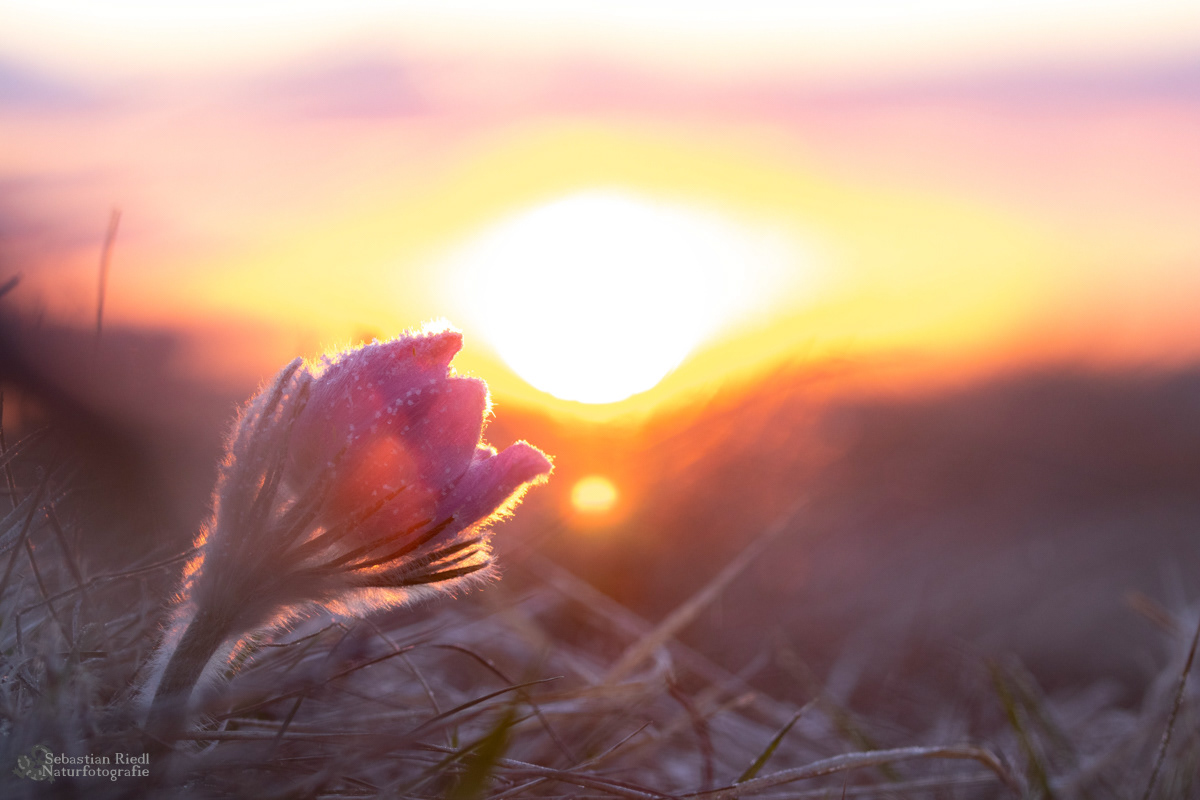 Pulsatilla_vulgaris_Küchenschelle_Gewöhnliche