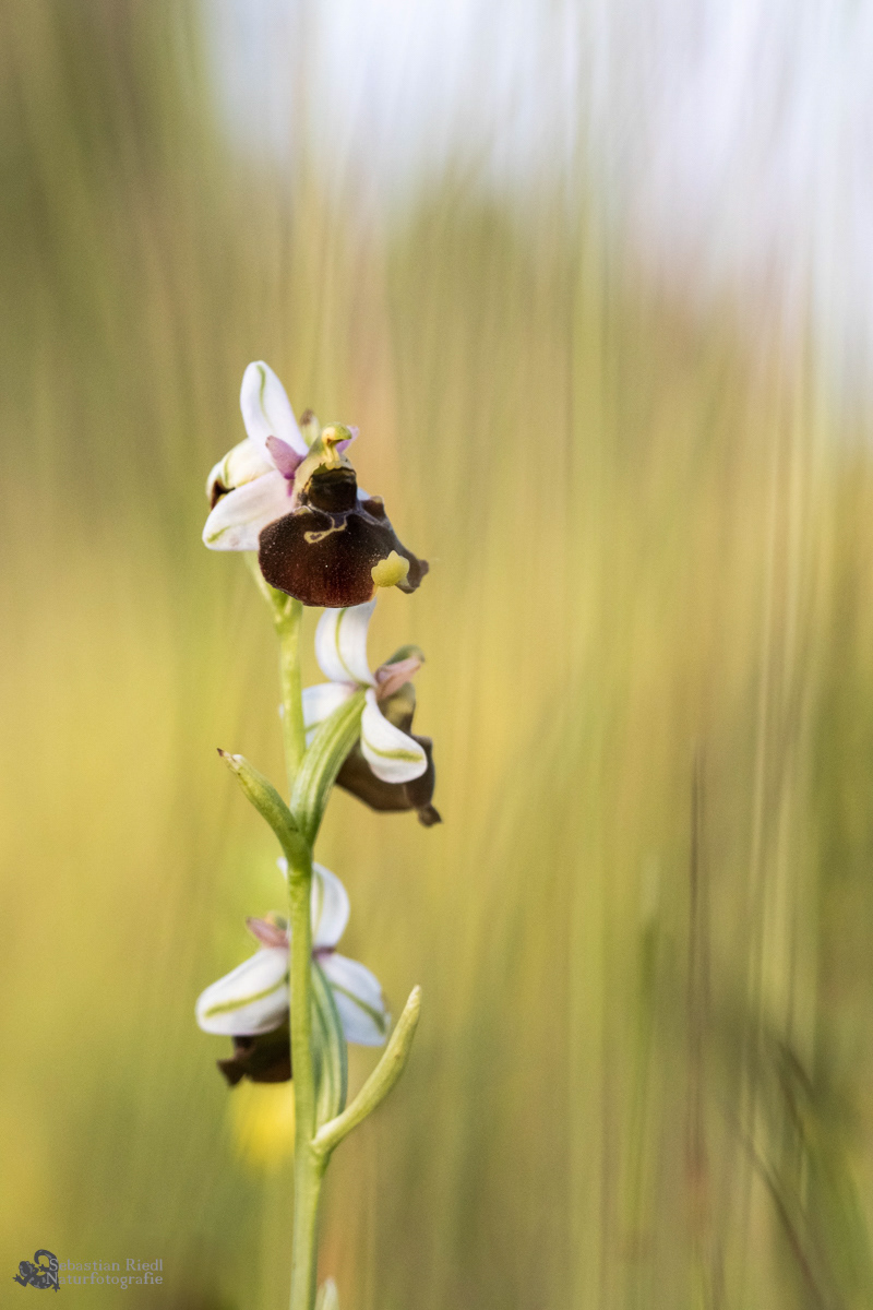 Ophrys_holoserica_Ragwurz_Hummel-