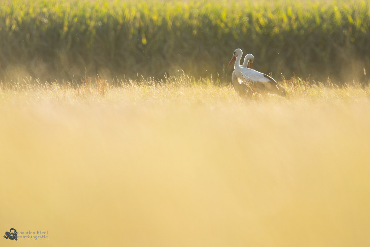 Weißstorch (Ciconia ciconia)