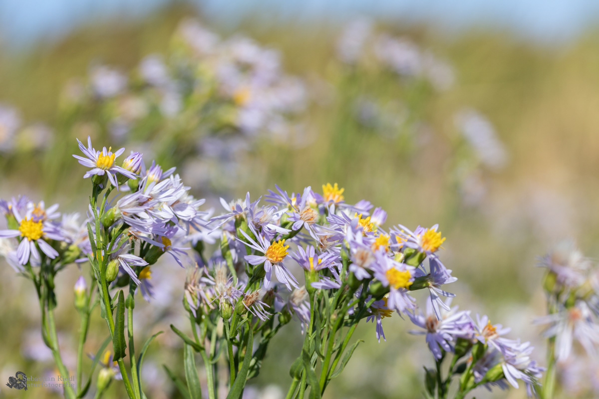 Tripolium_pannonicum_Strandaster