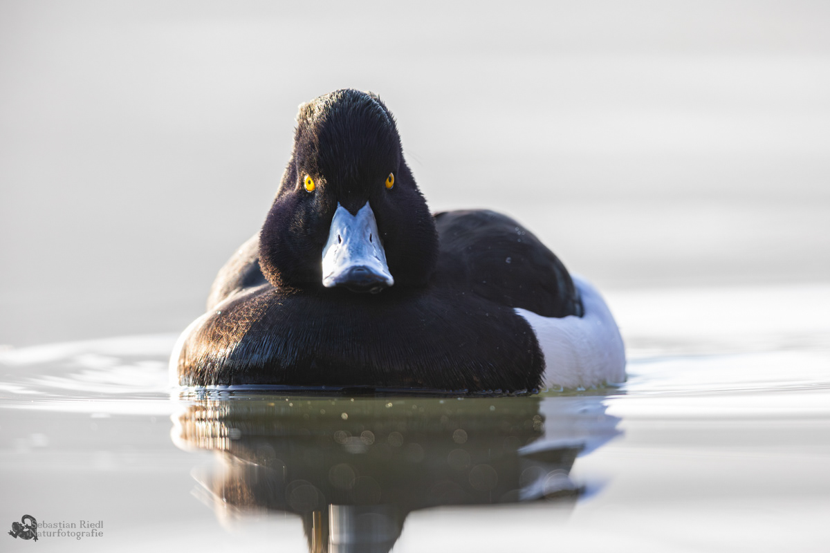 Reiherente (Aythya fuligula)