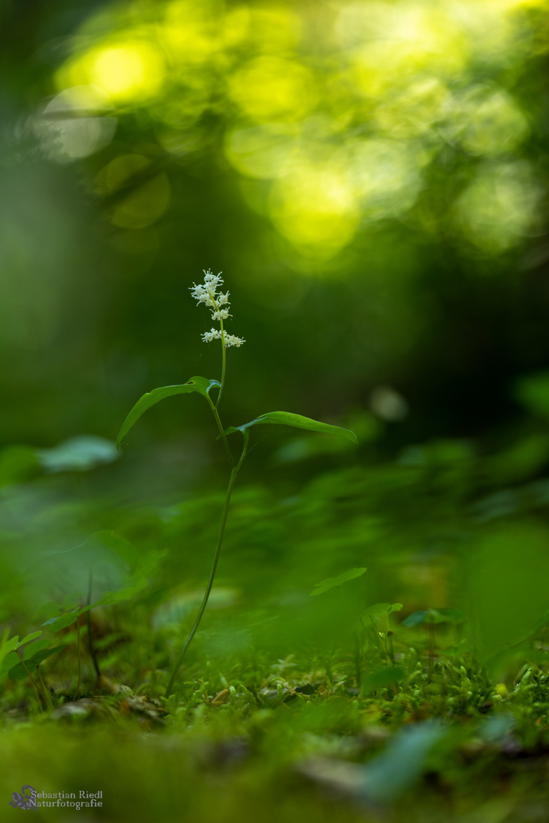 Maianthemum_bifolium_Schattenblümchen