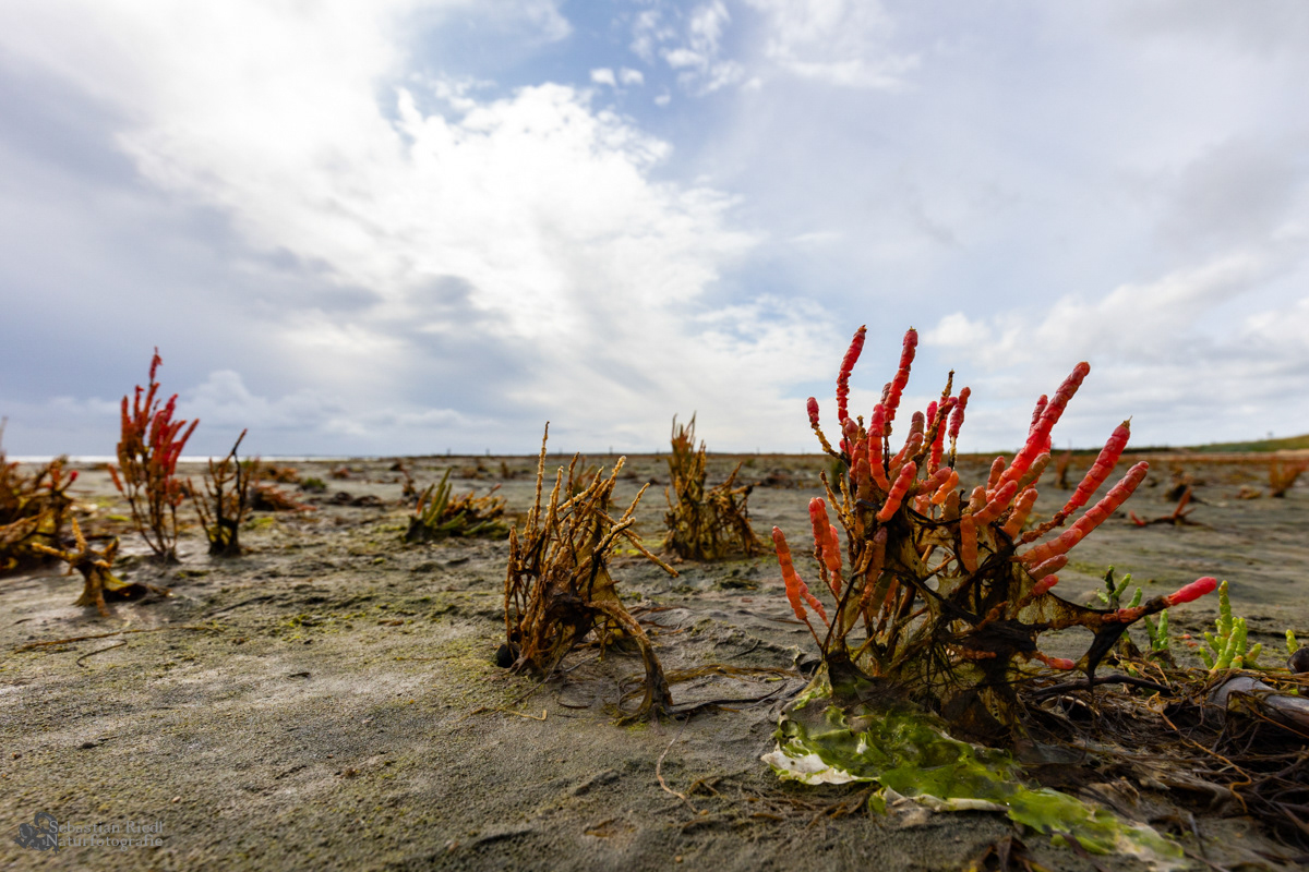 Salicornia_europaea_Queller_Europäischer