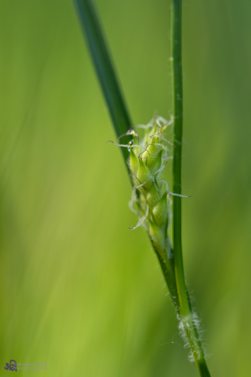 Carex_hirta_Segge_Behaarte