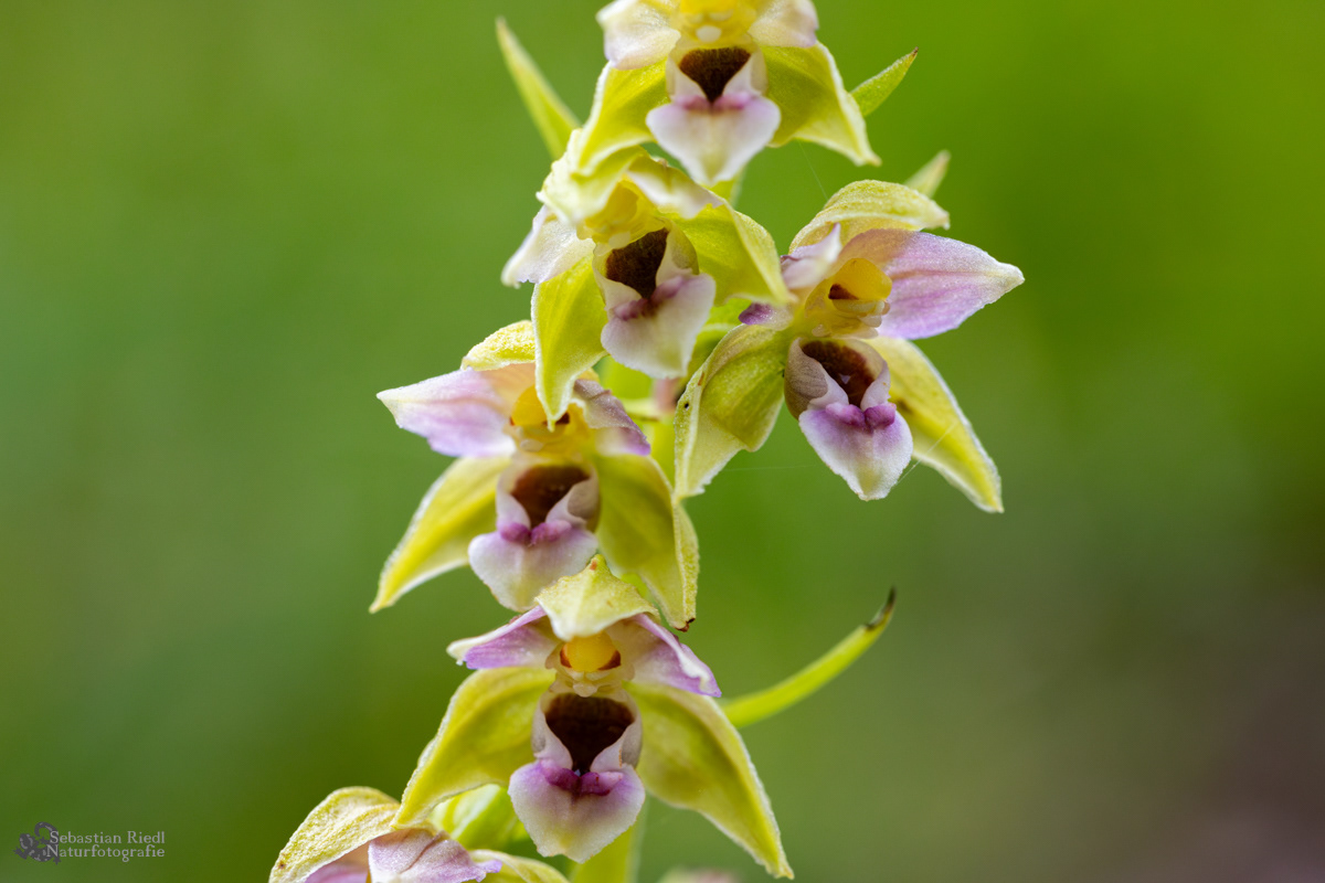 Epipactis_helleborine_Stendelwurz_Breitblättrige