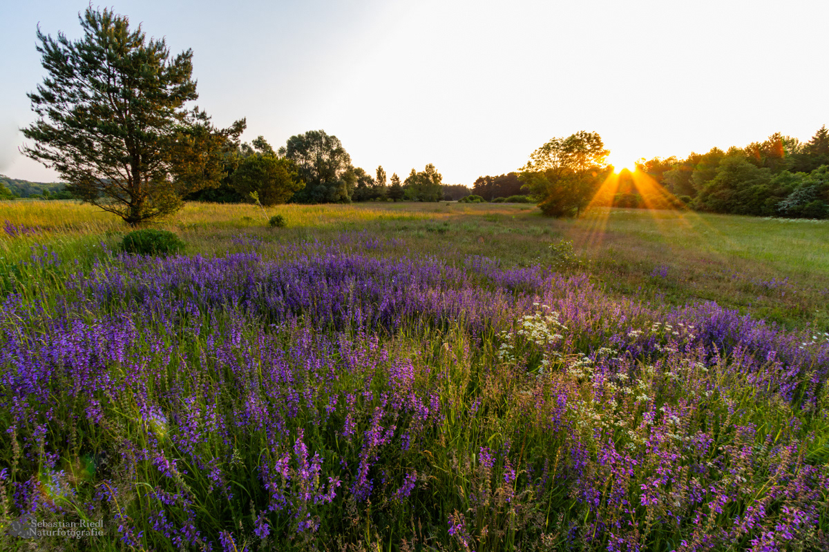Salvia_pratensis_Salbei-Wiesen
