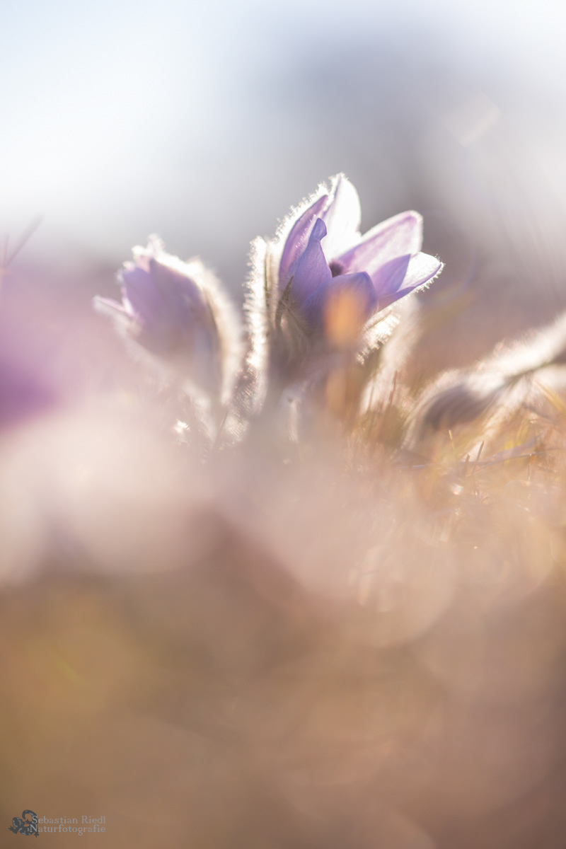 Pulsatilla_vulgaris_Küchenschelle_Gewöhnliche