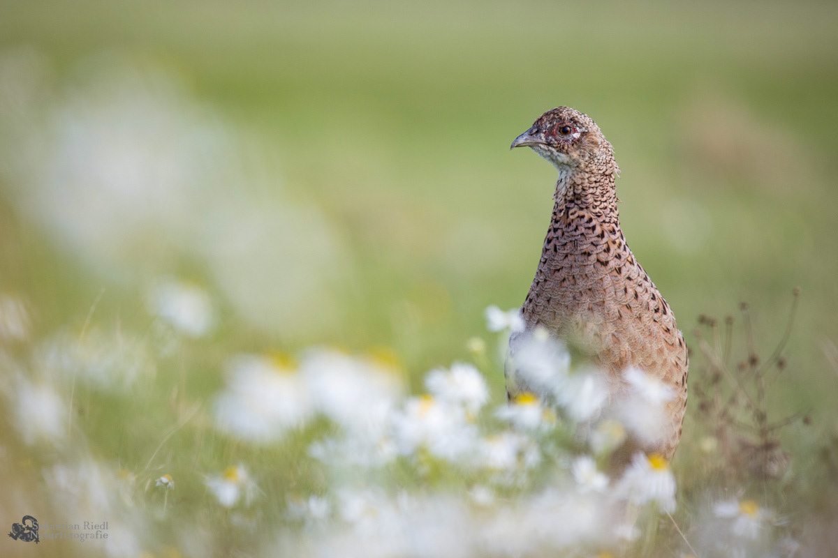 Fasan (Phasianus colchicus)