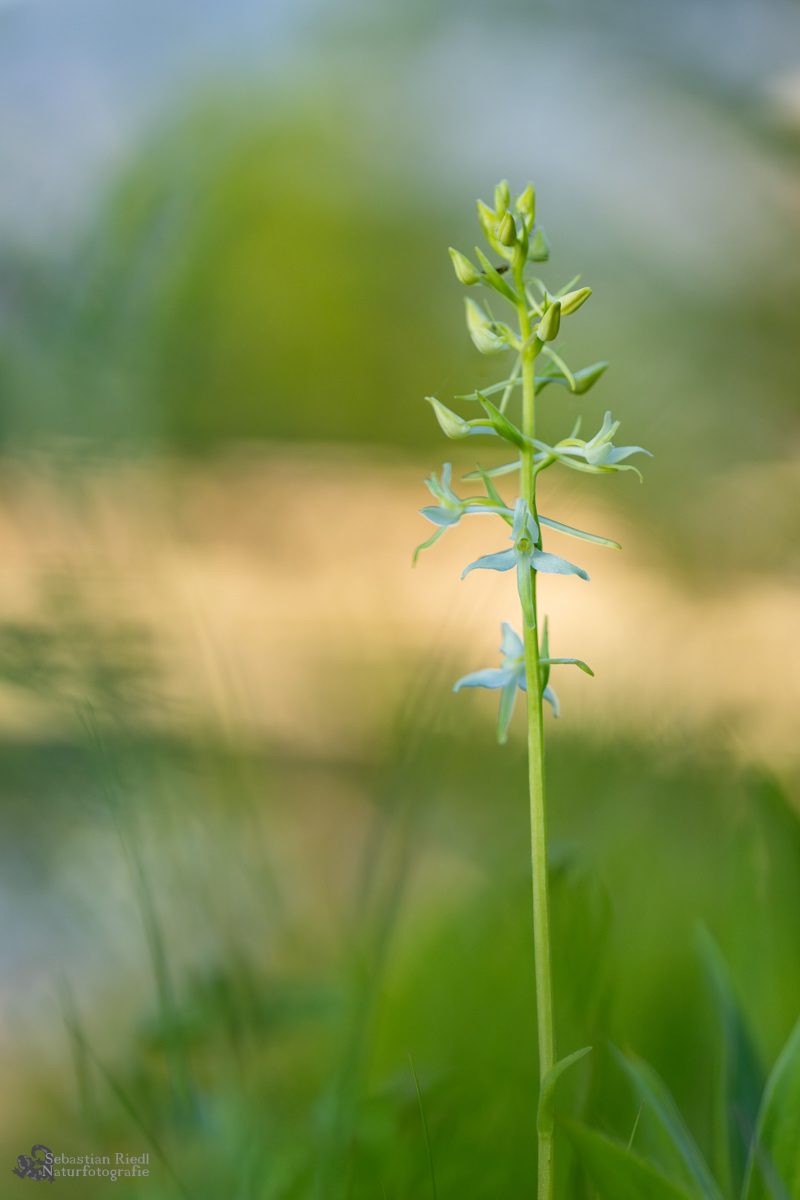 Platanthera_chlorantha_Waldhyazinthe_Grünliche