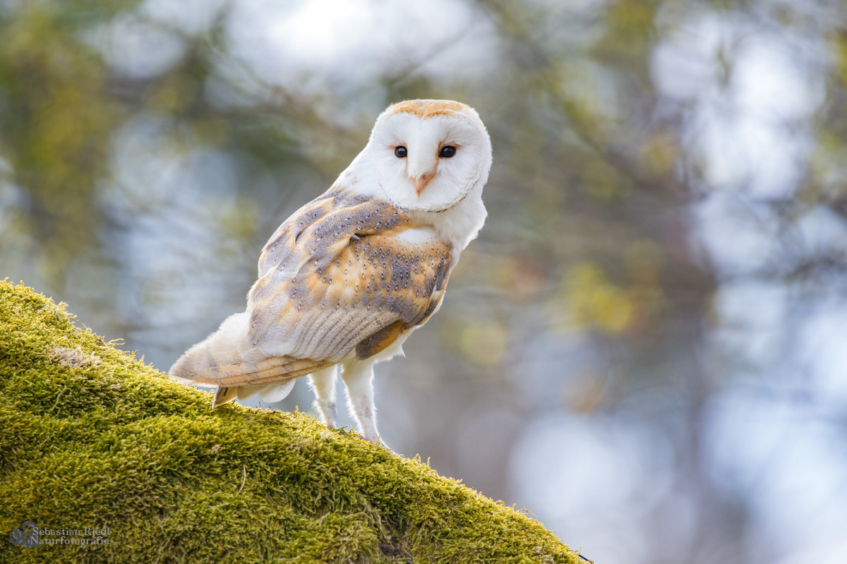 Schleiereule (Tyto alba)