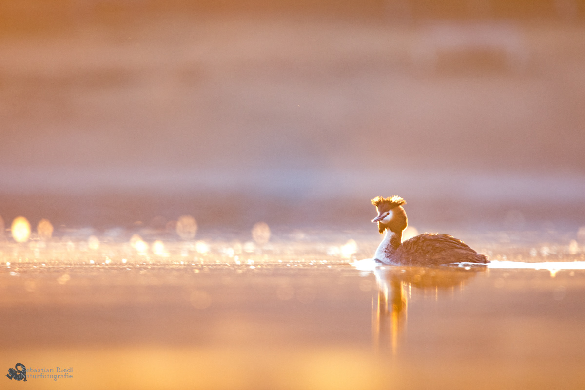Haubentaucher (Podiceps cristatus)