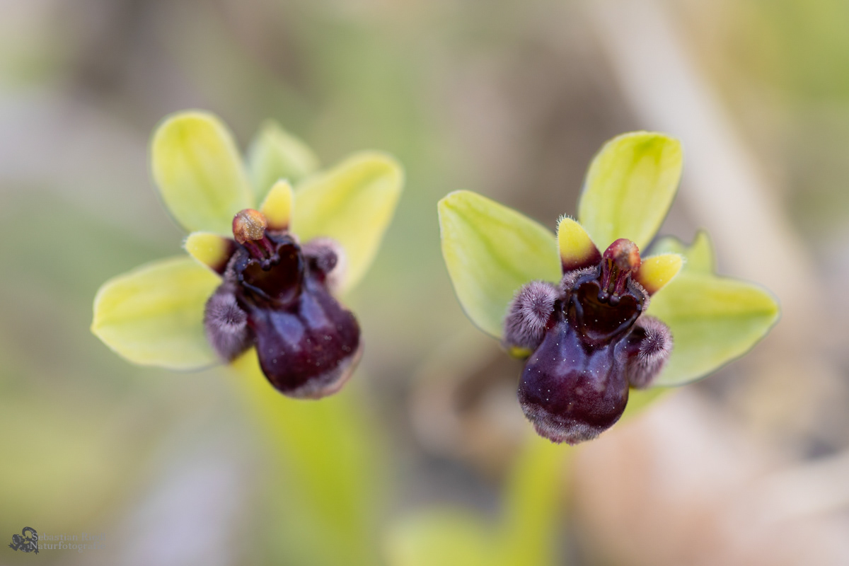 Ophrys_bombyliflora_Ragwurz_Drohnen-