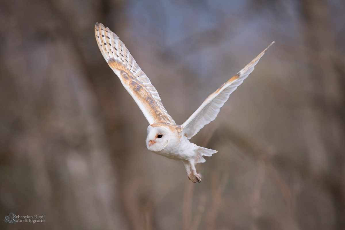 Schleiereule (Tyto alba)