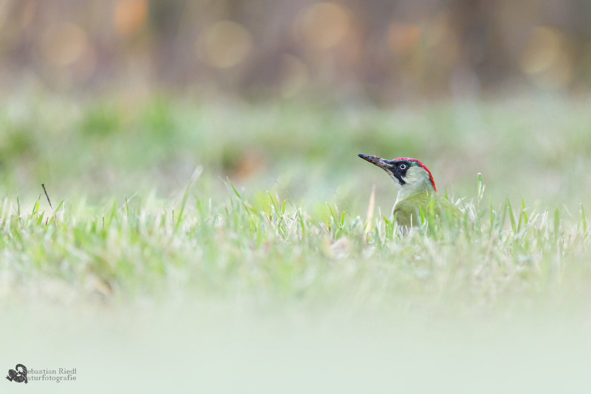 Grünspecht (Picus viridis)