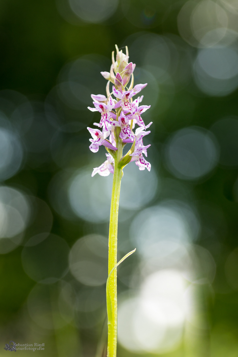 Dactylorhiza_fuchsii_Knabenkraut_Fuchs'