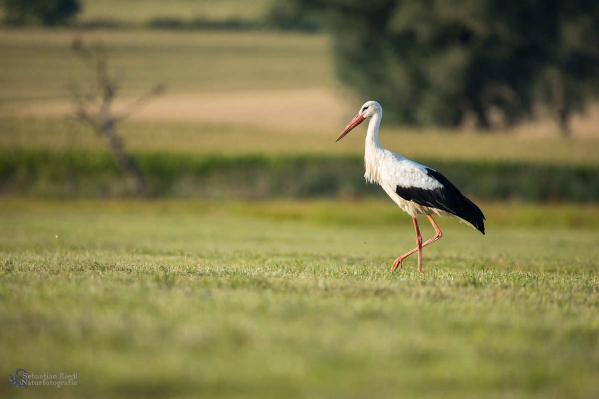 Weißstorch (Ciconia ciconia)