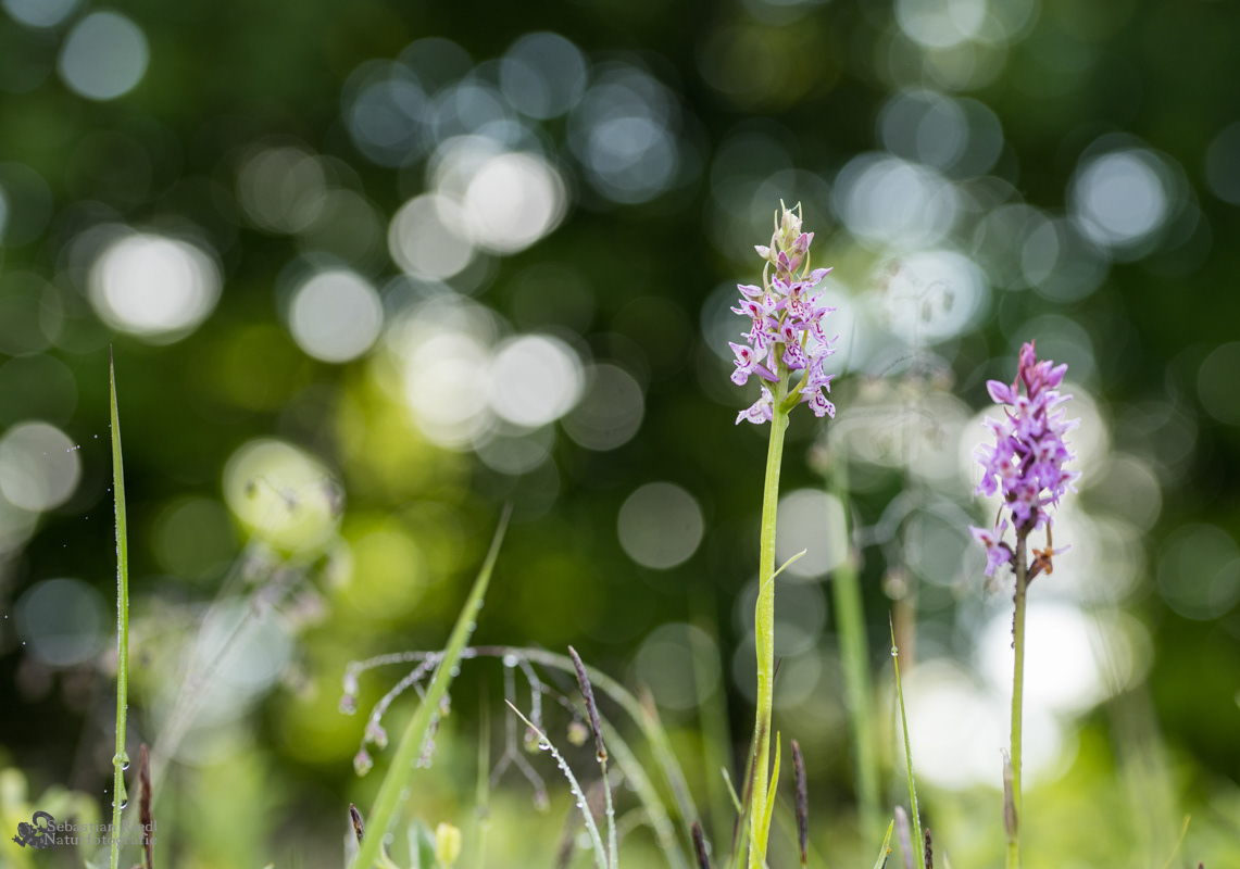 Dactylorhiza_fuchsii_Knabenkraut_Fuchs'