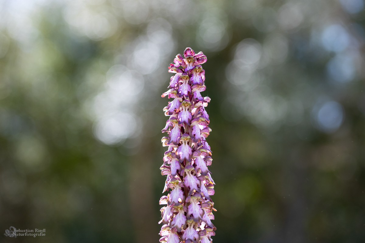Himantoglossum_robertianum_Knabenkraut_Riesen-