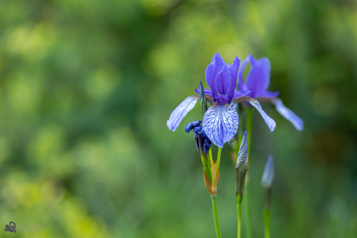 Iris_sibirica_Schwertlilie_Sibirische
