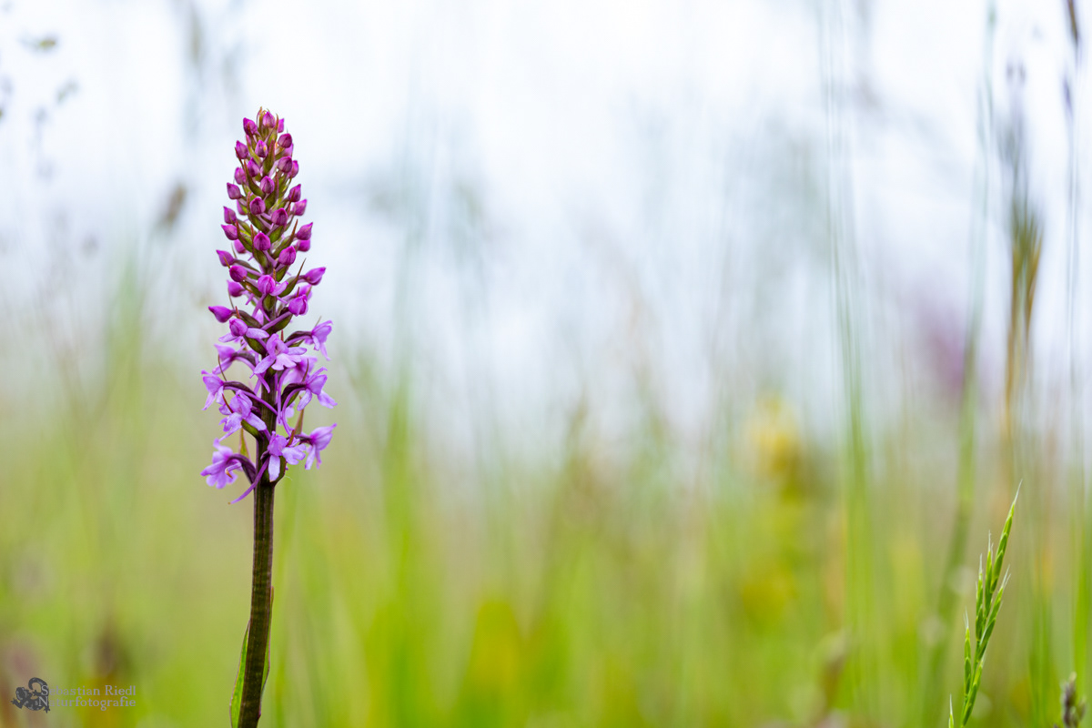 Gymnadenia_conopsea_Händelwurz_Mücken-