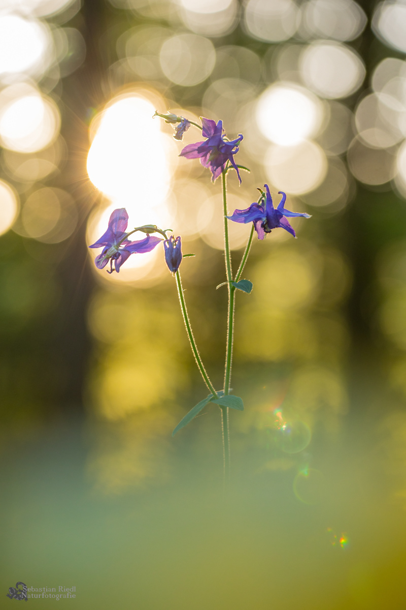 Aquilegia_vulgaris_Akelei_Gewöhnliche-