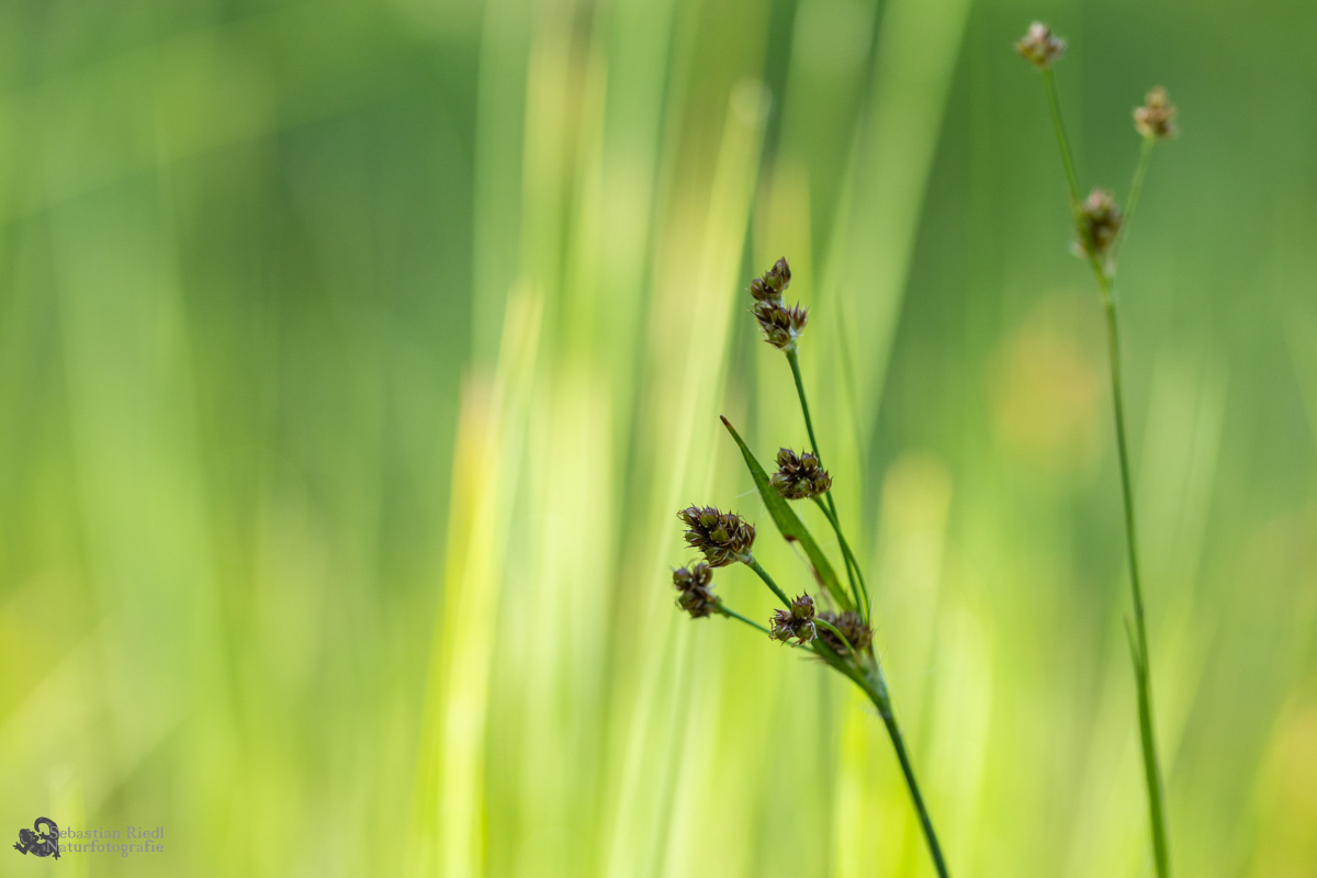 Luzula_campestris_Hainsimse_feld-