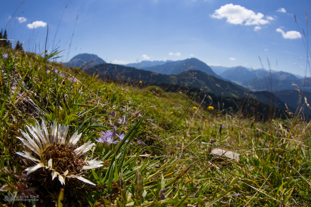 Carlina_acaulis_Silberdistel