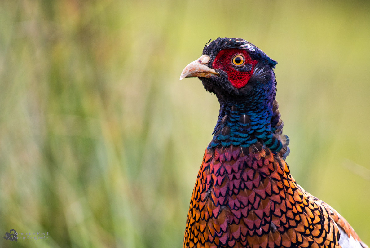 Fasan (Phasianus colchicus)