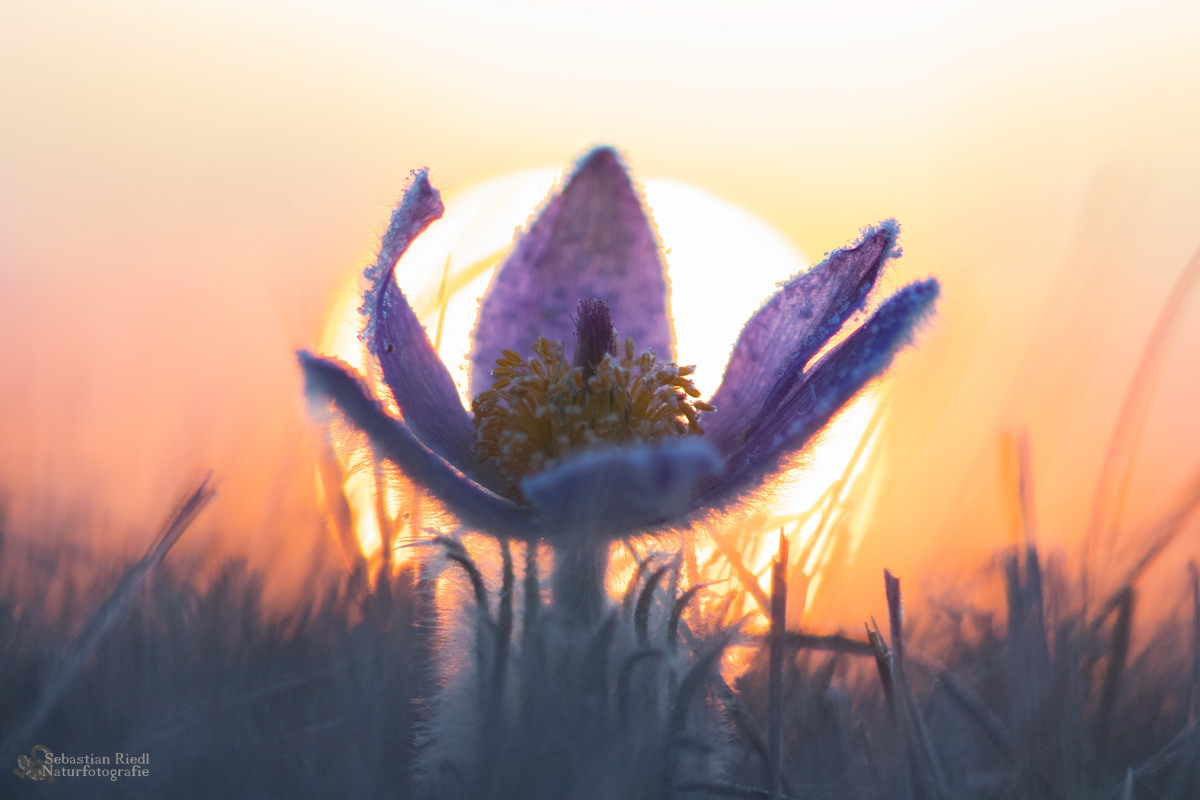 Pulsatilla_vulgaris_Küchenschelle_Gewöhnliche