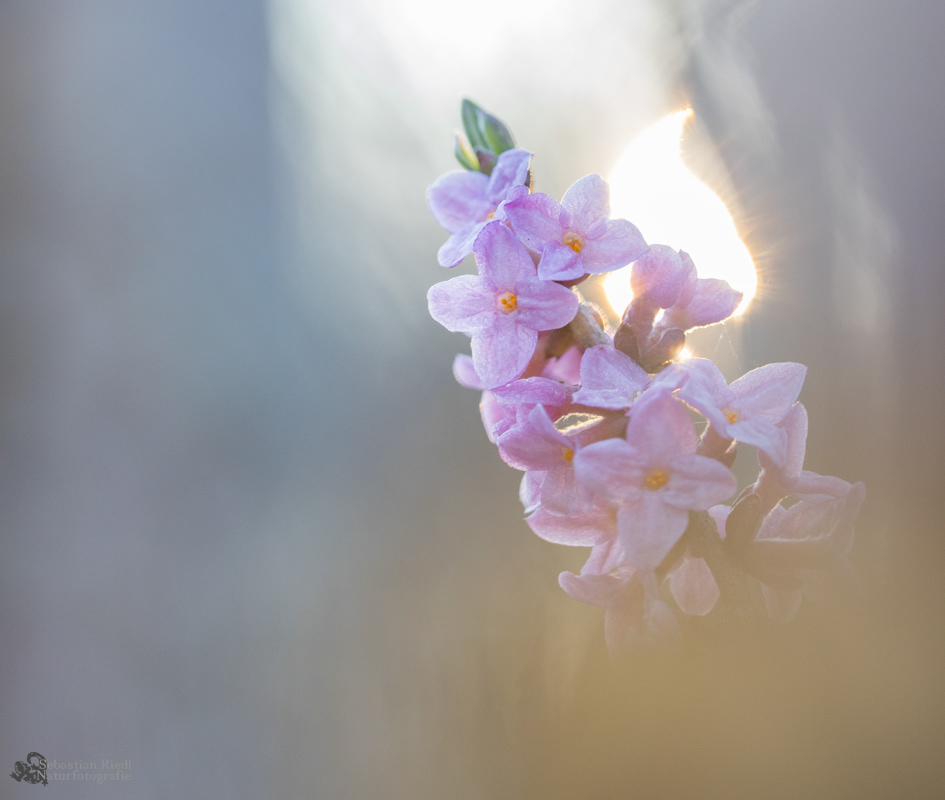 Daphne_mezereum_Seidelbast