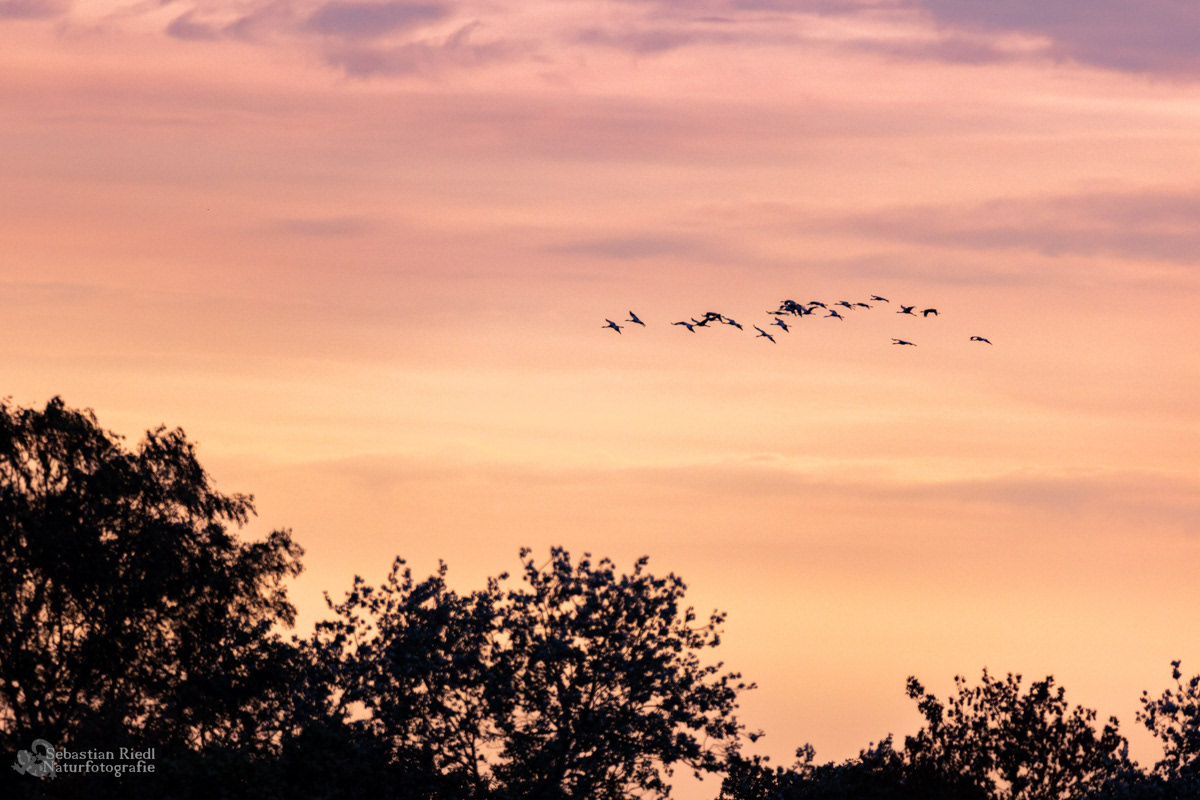 Kranich (Grus grus)