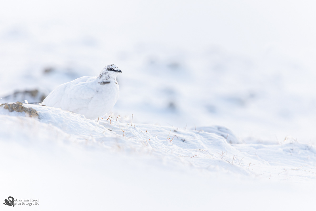 Alpenschneehuhn (Lagopus muta)