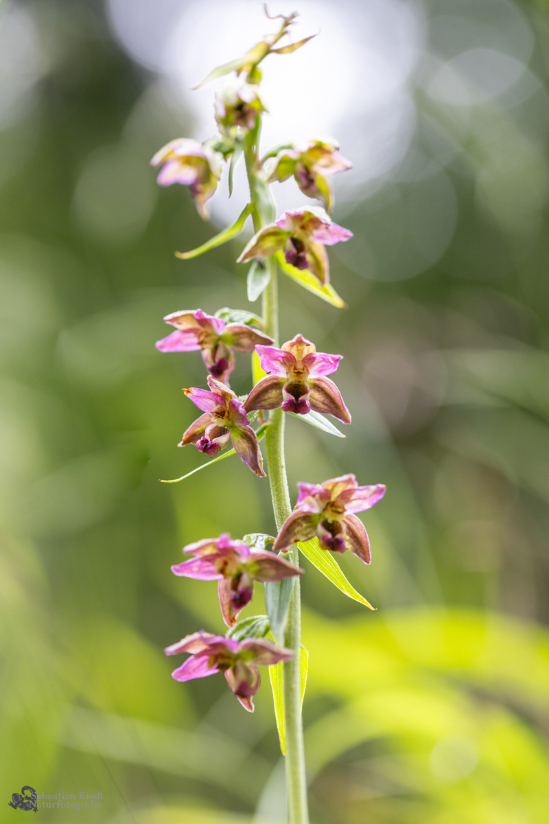 Epipactis_helleborine_Stendelwurz_Breitblättrige